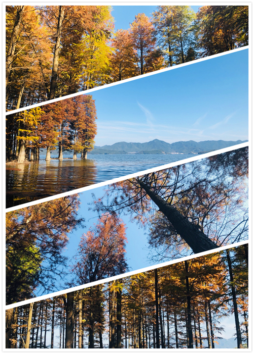 1543972732178618.jpg 11.jpg